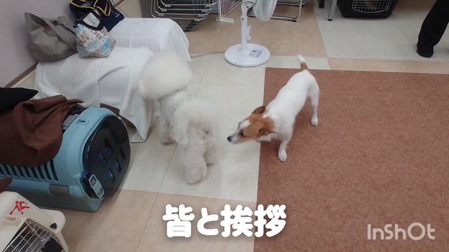 9月2日『いぬのようちえん』の記事動画