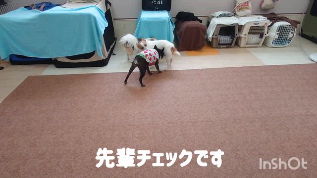 6月18日『いぬのようちえん』の記事動画