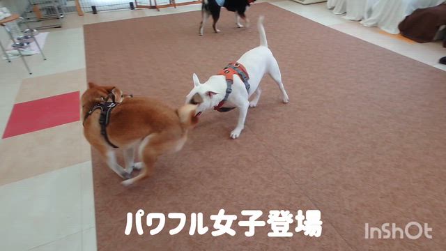4月29日『いぬのようちえん』の記事動画