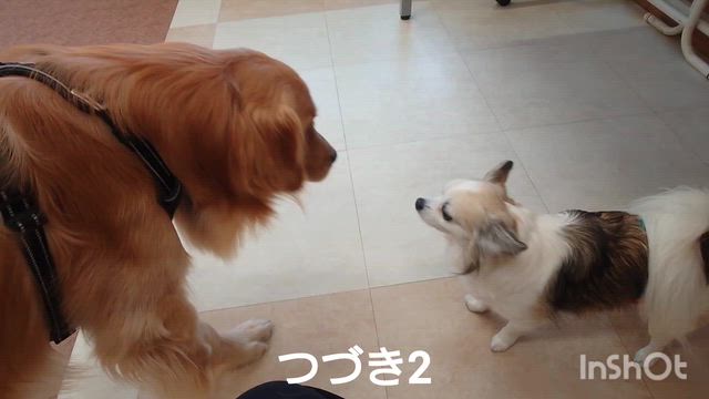 4月8日『いぬのようちえん』の記事動画