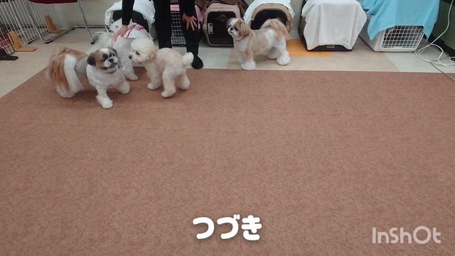 9月9日『いぬのようちえん』の記事動画