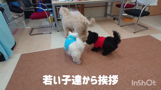 5月20日『いぬのようちえん』の記事動画