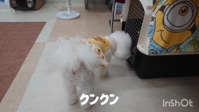 7月22日『いぬのようちえん』の記事動画