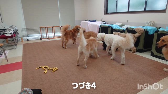 9月16日『いぬのようちえん』2の記事動画
