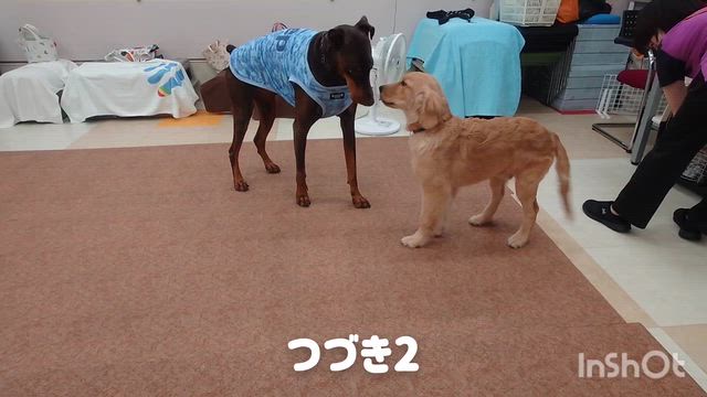 7月29日『いぬのようちえん』の記事動画