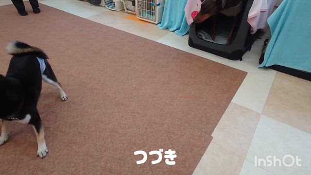 5月13日『いぬのようちえん』の記事動画