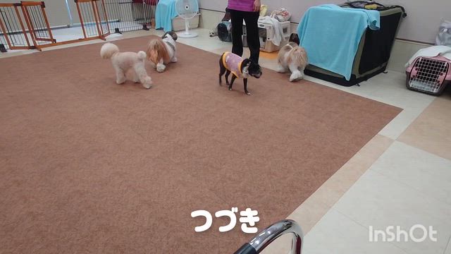 7月23日『いぬのようちえん』の記事動画