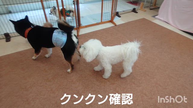 4月8日『いぬのようちえん』の記事動画