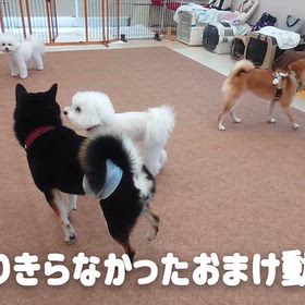 10月14日『いぬのようちえん』つづきの画像