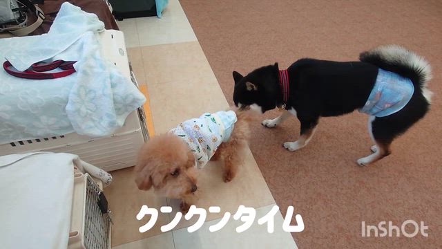6月10日『いぬのようちえん』の記事動画