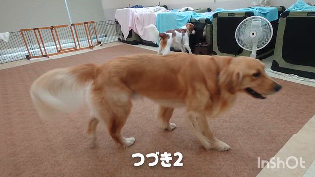 9月16日『いぬのようちえん』の記事動画