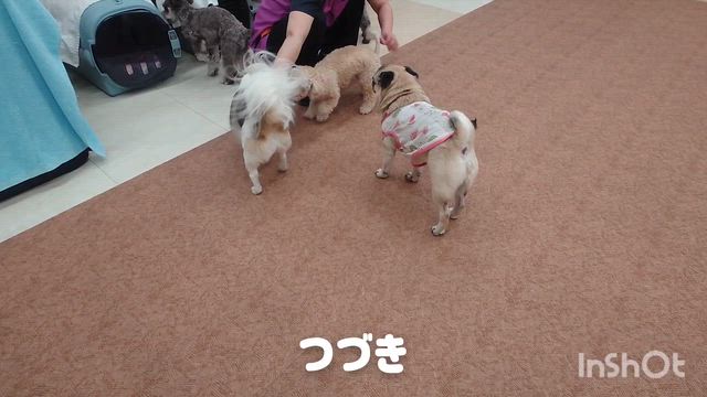 7月29日『いぬのようちえん』の記事動画