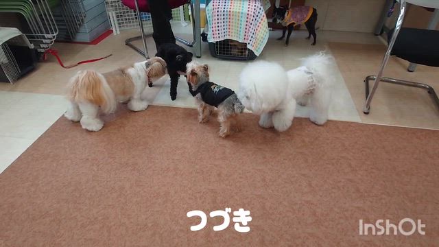 5月21日『いぬのようちえん』の記事動画