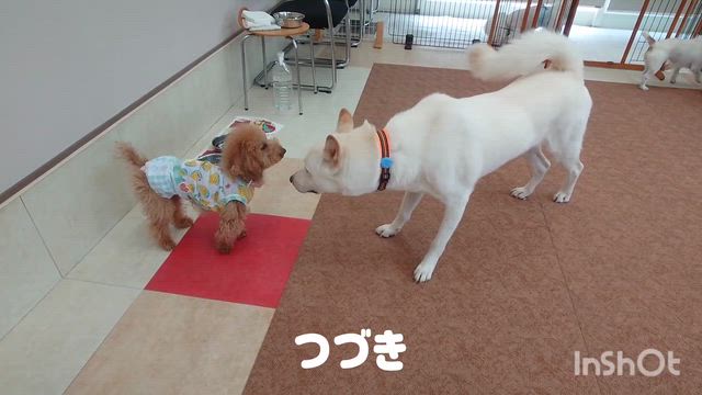 6月18日『いぬのようちえん』の記事動画