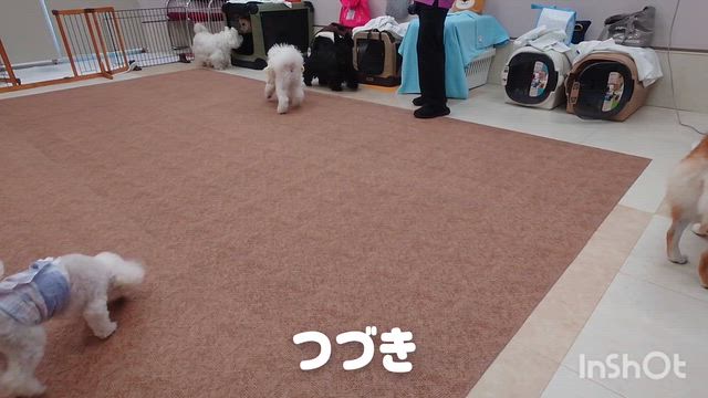 7月22日『いぬのようちえん』の記事動画
