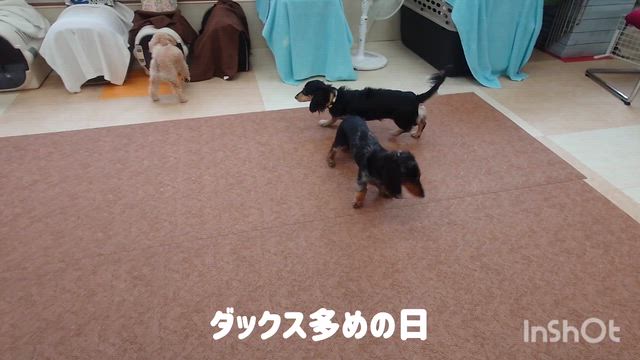 4月29日『いぬのようちえん』の記事動画