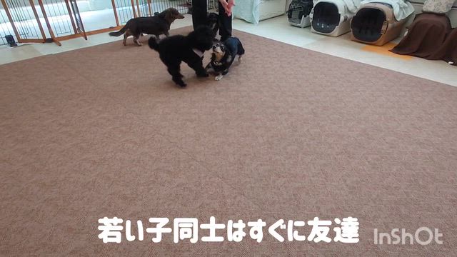 4月29日『いぬのようちえん』の記事動画