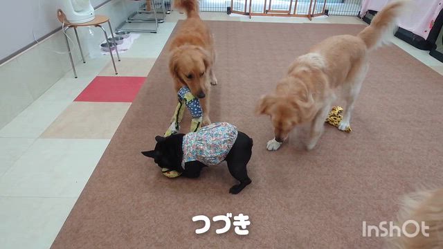 9月16日『いぬのようちえん』の記事動画
