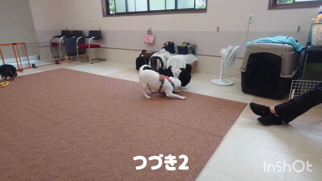5月6日『いぬのようちえん』の記事動画
