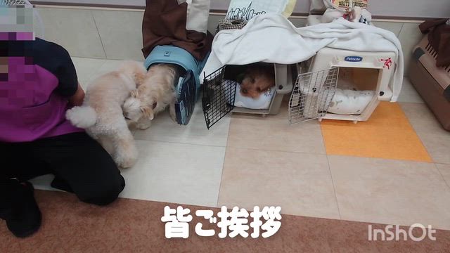 7月23日『いぬのようちえん』の記事動画