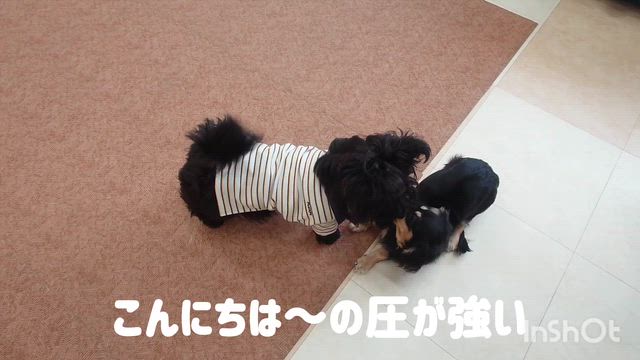 5月6日『いぬのようちえん』の記事動画