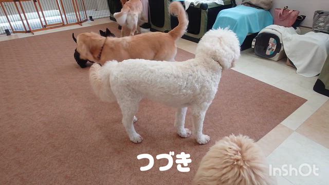 6月17日『いぬのようちえん』の記事動画