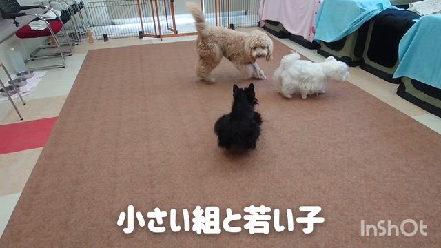 9月16日『いぬのようちえん』の記事動画