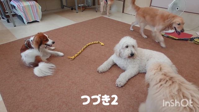 5月20日『いぬのようちえん』の記事動画