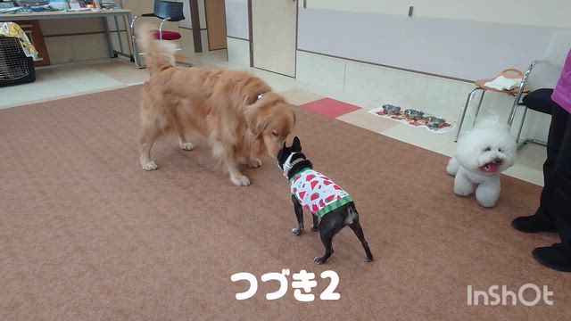 6月18日『いぬのようちえん』の記事動画