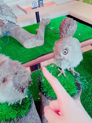 念願のフクロウカフェ♡♡の記事動画