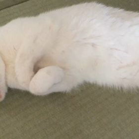 テスト投稿的ポッキー動画の画像