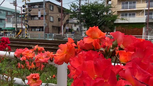 都電荒川線沿線のバラ観察♪の記事動画