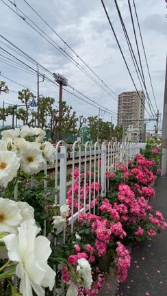 都電荒川線沿線のバラ観察♪の記事動画