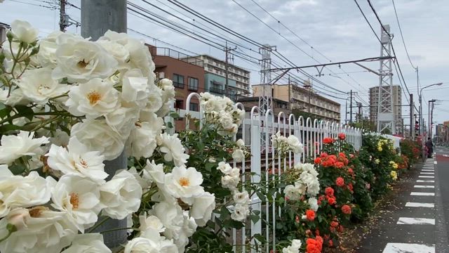 都電荒川線沿線のバラ観察♪の記事動画