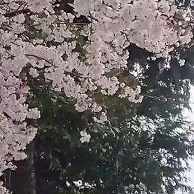 心折れた日…の画像