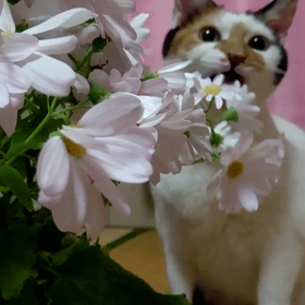 Googleフォト…( ˊᵕˋ ;)の画像