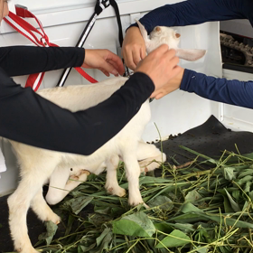 猪名川農業女子PJの画像