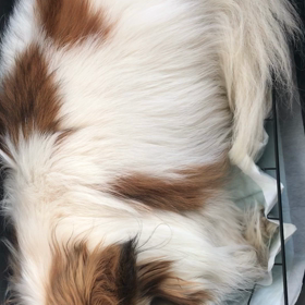 駄犬爆睡の画像