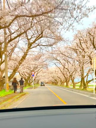 桜並木を車での記事動画