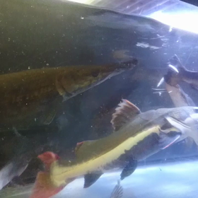 たまには肉食系魚の画像