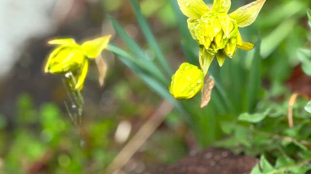 ◆最高の癒し・大天使の翼×龍神＆お清めのお花動画の記事動画