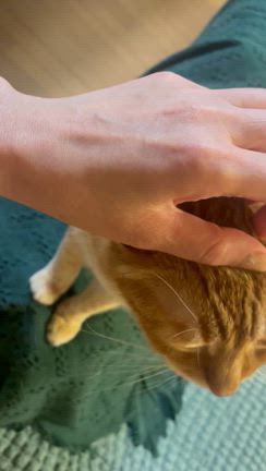 笑えば大吉！浅漬け？古漬け？暗黒時代幕開けwお茶漬けサーラサラ♪の記事動画