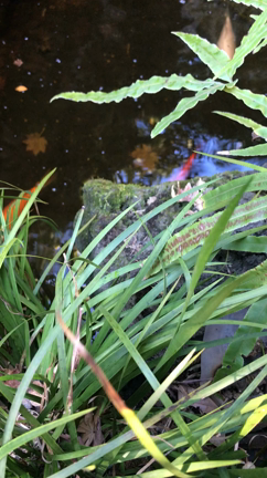 庭の滝がツララにーーでも金魚は元気！！の記事動画