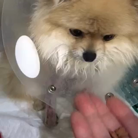 今日のジェルの画像