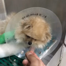 今日のジェルの画像