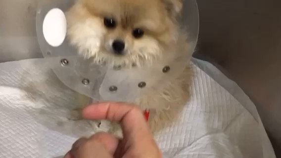 今日のジェルの記事動画