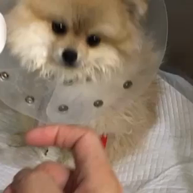 今日のジェルの画像