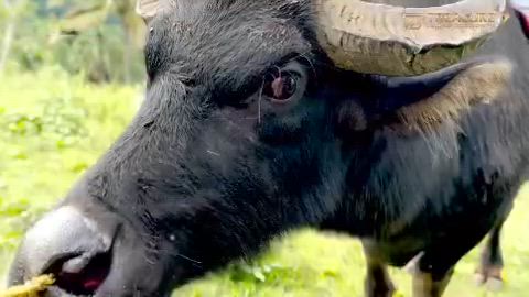 チケットの記事動画