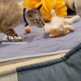 子猫の画像