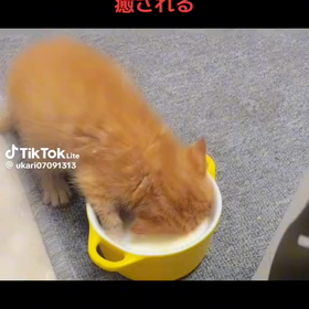危ないニャンコさんの画像